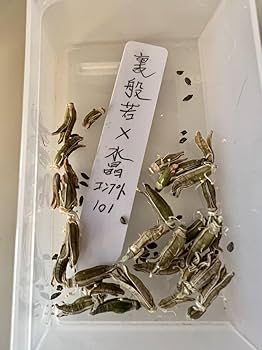 Amazon.co.jp: 令和5年採る 多肉植物 ハオルチア 裏般若 種子30